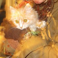 оригинальный звук