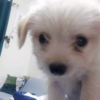 original sound - Ńöøb