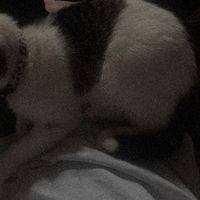 original sound - poptrtlvr