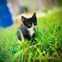 original sound - jambajula_promotion