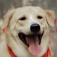 happinesslatte