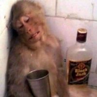 utiliza el audio y tendras buena suerte..