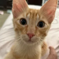 Cortado por mi por lo menos regálame un corazón