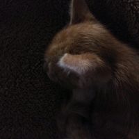baxtmw