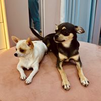 meninaschihuahua