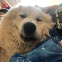 lazy_gamer69420