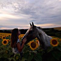 desqui_jumping_horse