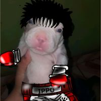 sonido original