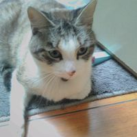 lechat580