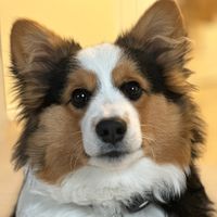 walnutthefluffycorgi