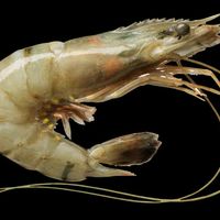 gambas.et.poisson
