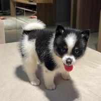 starkpomsky