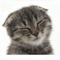 kittiesruletheplanet