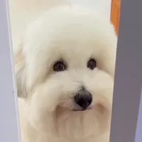 original sound - squarr6