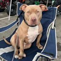 bullythepittt