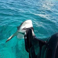 original sound - boo