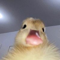 eu_vavis0