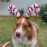 botoxito_