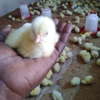 entreprenariat_avicole