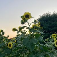 happiness bridge tswift