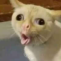 оригинальный звук - милый котик