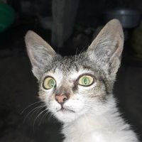 suara asli - KOMANG