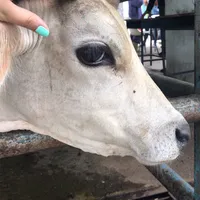 original sound - llaneras_