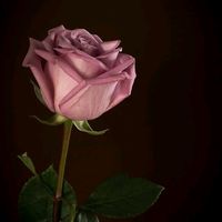 roseta025