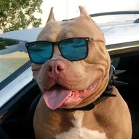 original sound - shilver05_americanbully