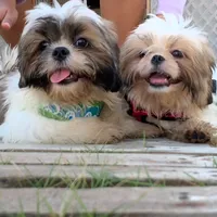 original sound - losshihtzumtr