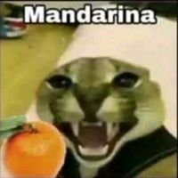 nestorarratia