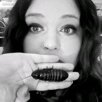 rosalinda.tarantula