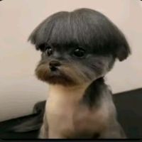 titodoublepfan2