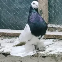 original sound - anvarbeshliogly