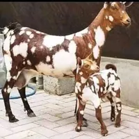 original sound - abdimalik127