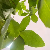 original sound - mar.tibbs