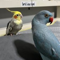 calopsita_chicosushy