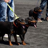 elevagedeskopovdelagare