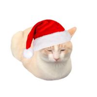yourdailygato