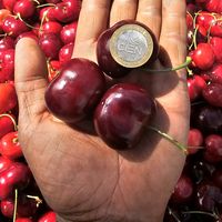 the.cherry.king