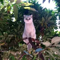 original sound - vherry08