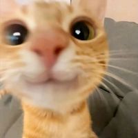 team_gatos_help