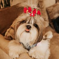 lunavalaschenski_shihtzu