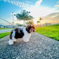slinky.o.shihtzu