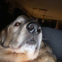 Artoo Screaming and Running Into a Wall