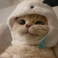 原聲 - Hogan7777_song