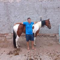 paulohenriquec8177