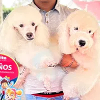 original sound - cocoydoly