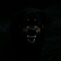 protector.._maxx