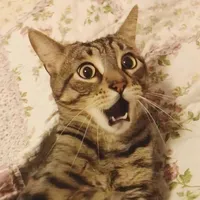 original sound - chuscofino